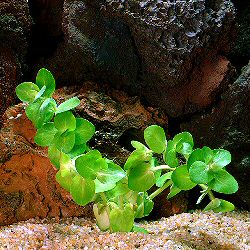 Bacopa lanigera